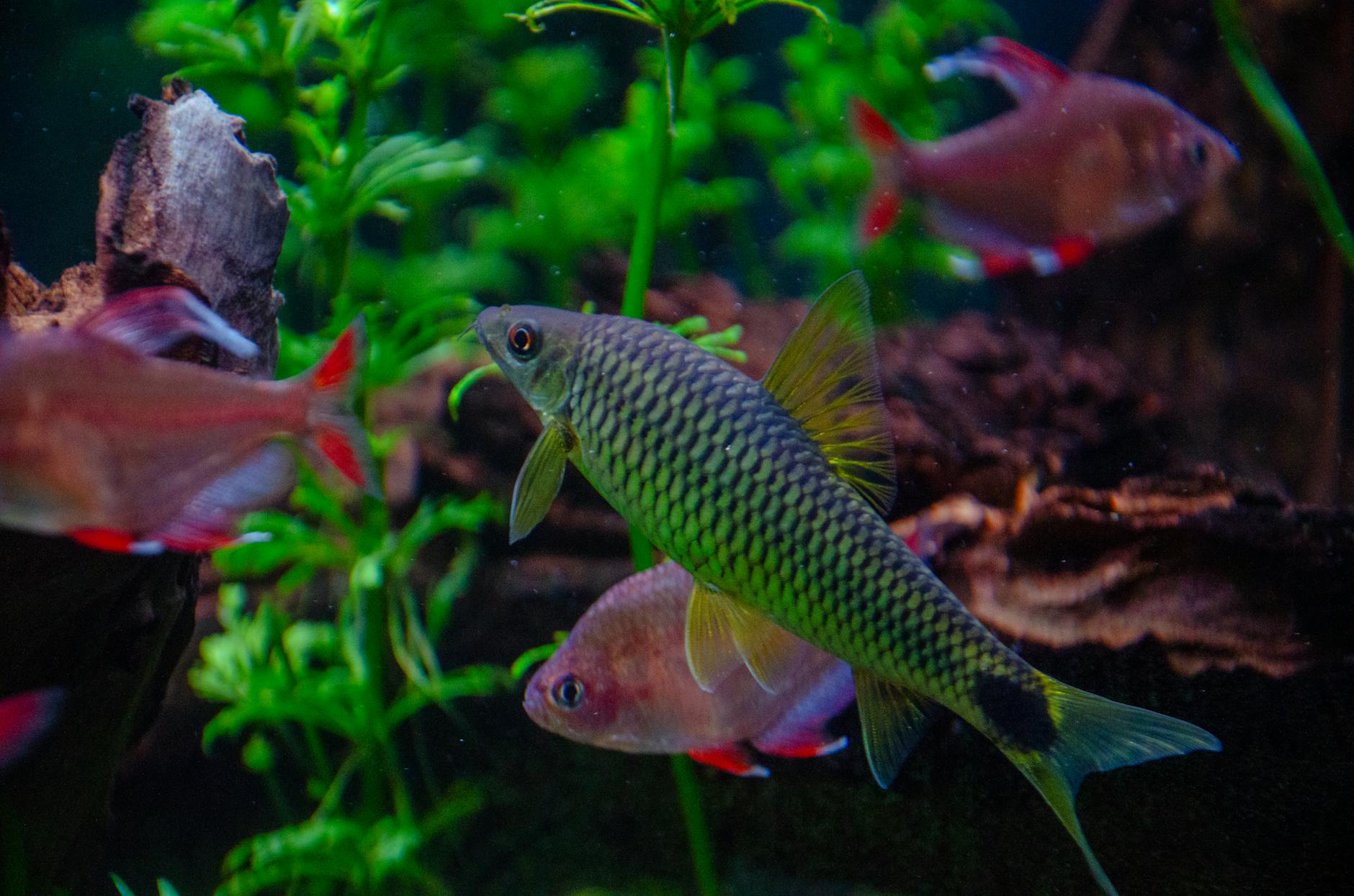 Manchester for Families: The Complete Kids & Family Guide 4 Family looking at fish in an aquarium