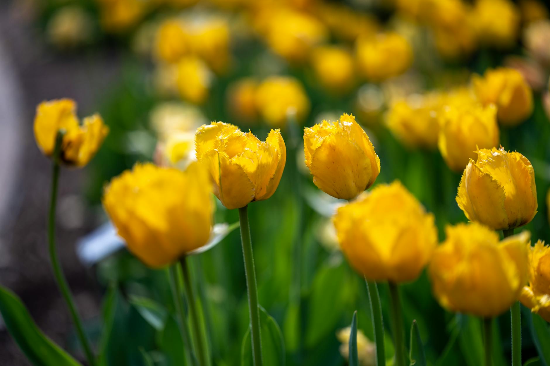 Free Things to Do in Manchester: The Complete Guide for 2026 5 Free things to do in Manchester - botanical gardens