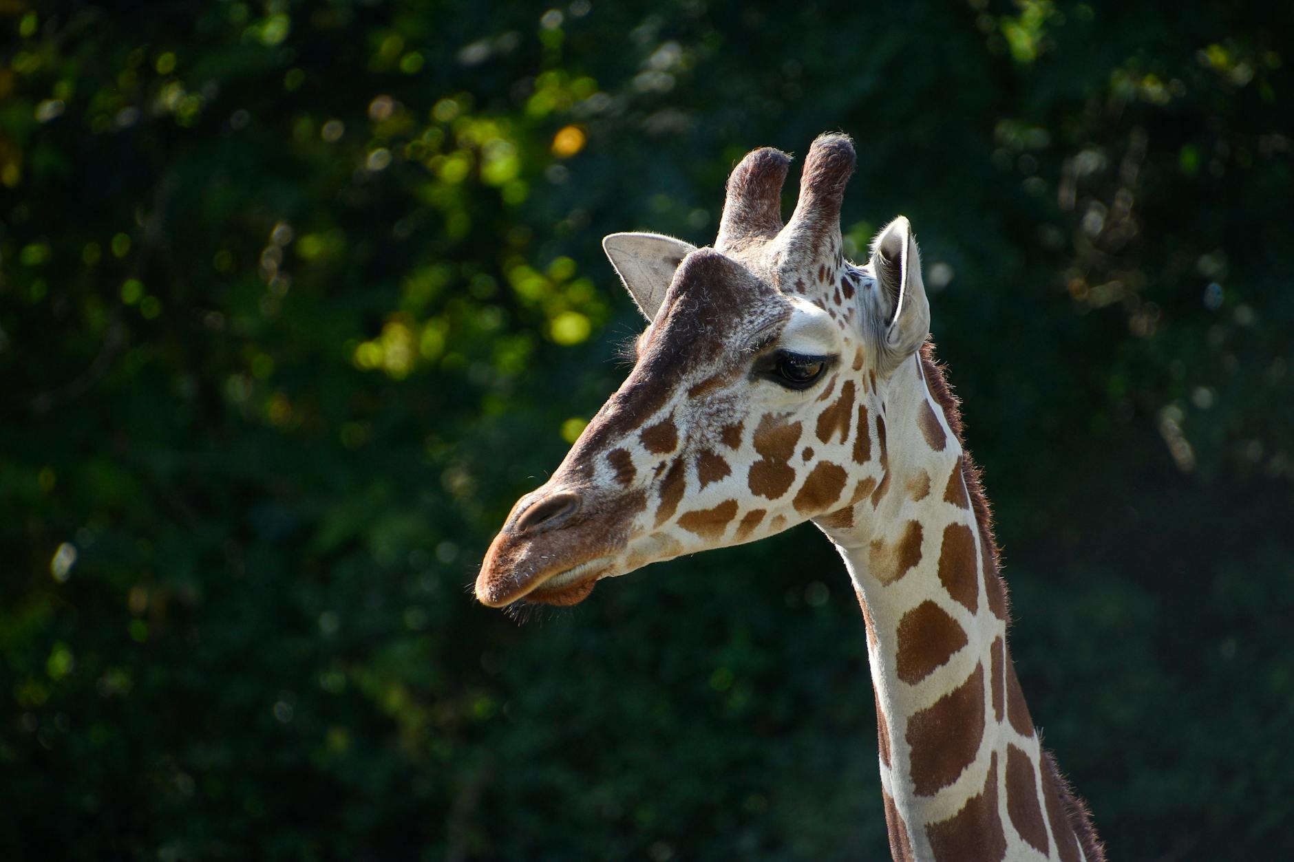 Chester Day Trip from Manchester: The Complete 2026 Guide (Walls, Rows, Zoo & Roman Heritage) 5 Chester Zoo animals giraffes elephants African savannah habitat