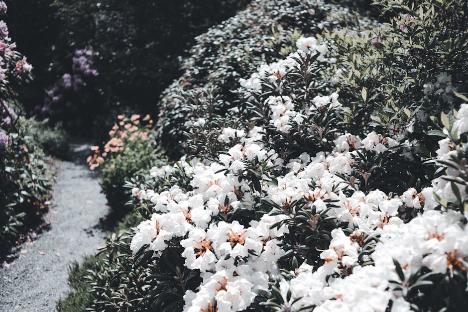 Fletcher Moss botanical garden Manchester