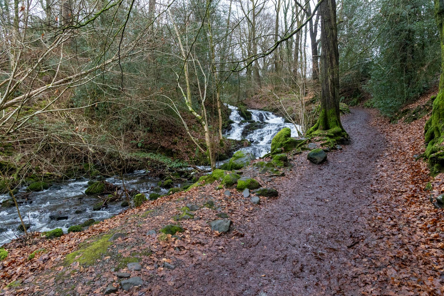 Hebden Bridge & the Pennines from Manchester: Complete Day Trip Guide (2026) 5 Hardcastle Crags woodland Pennines National Trust West Yorkshire trail