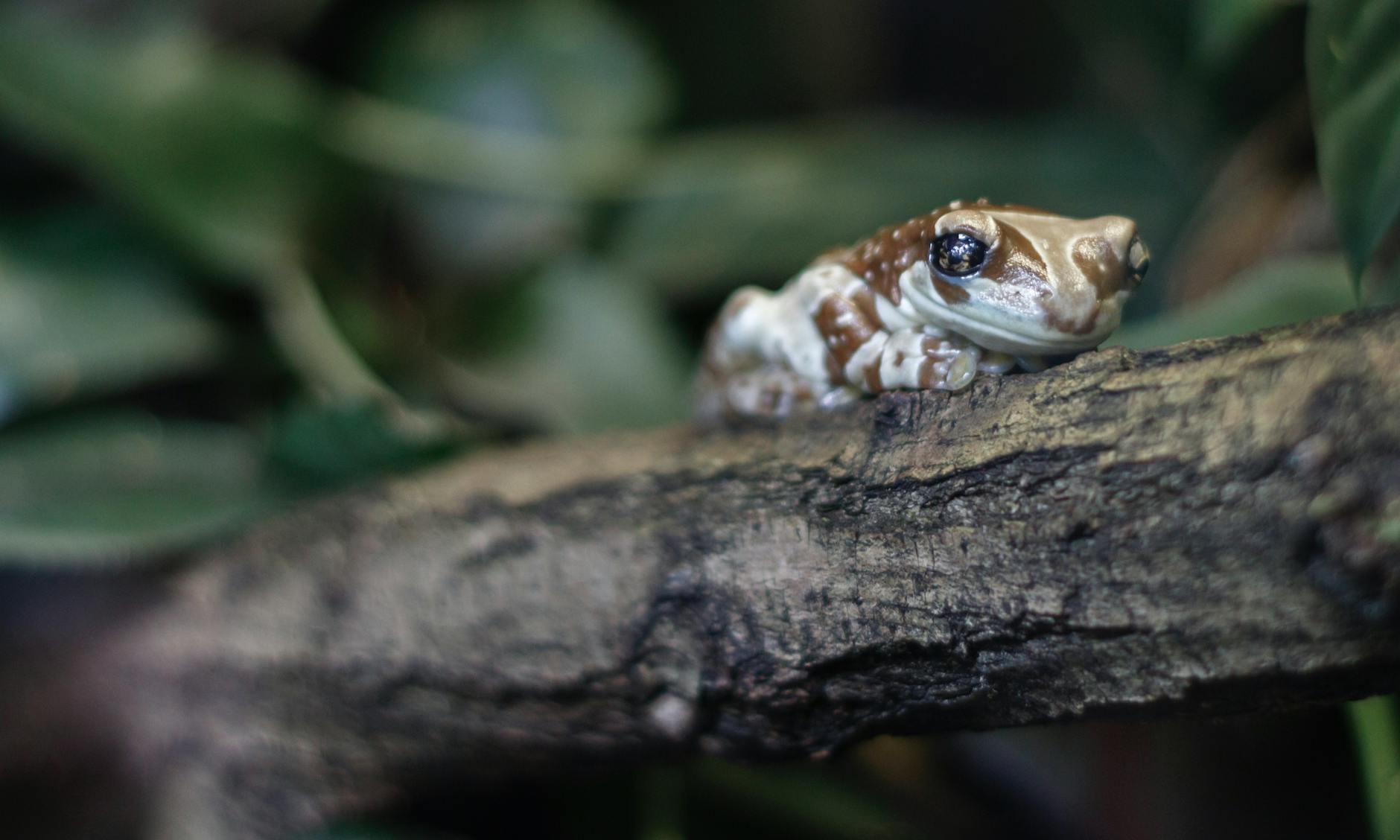 Manchester Museum: Complete Visitor Guide 2026 (European Museum of the Year) 5 Live frog vivarium museum natural history conservation amphibian