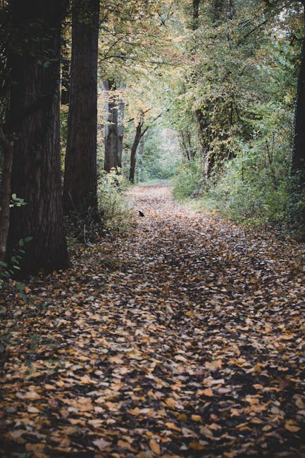 Manchester woodland trail walk