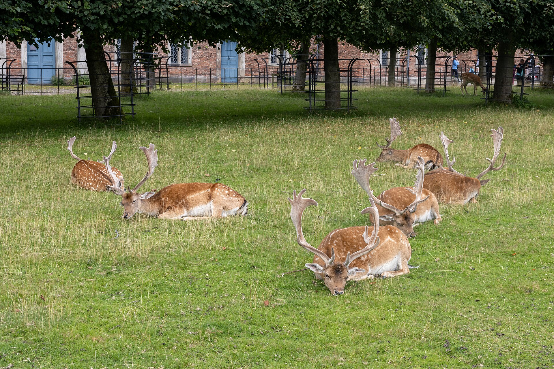 Greater Manchester Towns: The Complete Guide Beyond the City Centre 4 Fallow deer bucks with large antlers resting on grass in the deer park at Dunham Massey